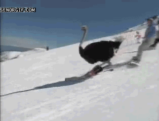 Skiing Seems Legit GIF by Cheezburger