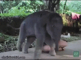 baby elephant GIF by ViralHog