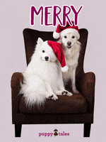Love Dogs Holiday GIF by puppytales