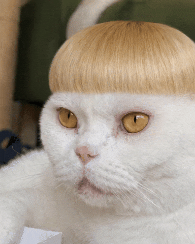 Purrcival GIF