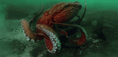 giant octopus tentacles GIF