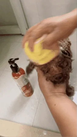 GIF Animado