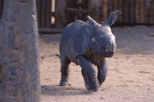 baby animals rhino GIF