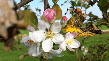 Nature GIF