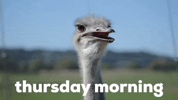 Wildlife gif. Closeup on an ostrich as it lets out a long squawk, then shakes it off. Text, "Thursday morning."