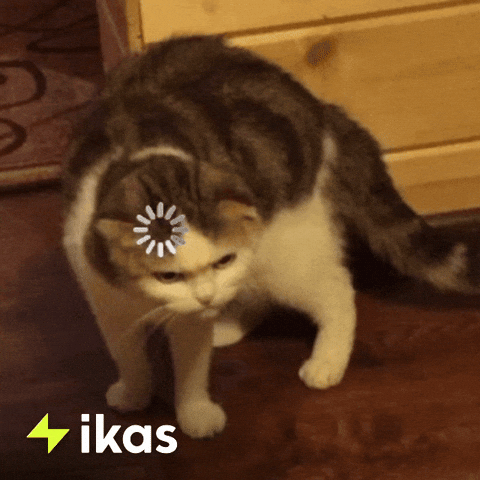 Cat What GIF by ikas