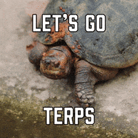 College Sports Football GIF by Sealed With A GIF