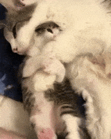 Cats Snuggling GIF by JustViral