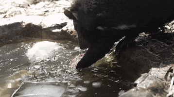 Zoo Beat The Heat GIF by Storyful