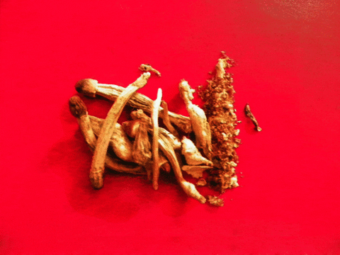 shrooms