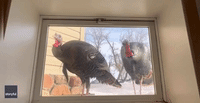 Wild Turkeys Repeatedly Peck on Window of Minnesota Home
