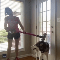 Woman Grooms 'Heavy-Shedding' Husky Using Vacuum