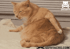 cat scratches GIF