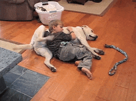 dog scratching GIF
