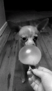 chewing