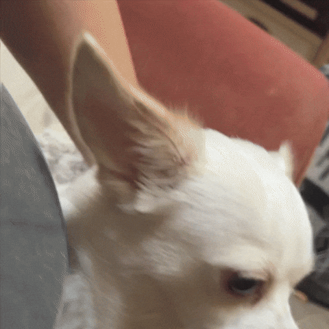 Confused Dog GIF