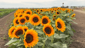 Visit Camarillo GIF