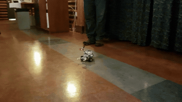maximepelchat  GIF
