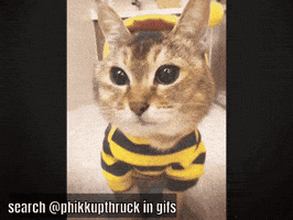 Mei Mei Cat GIF