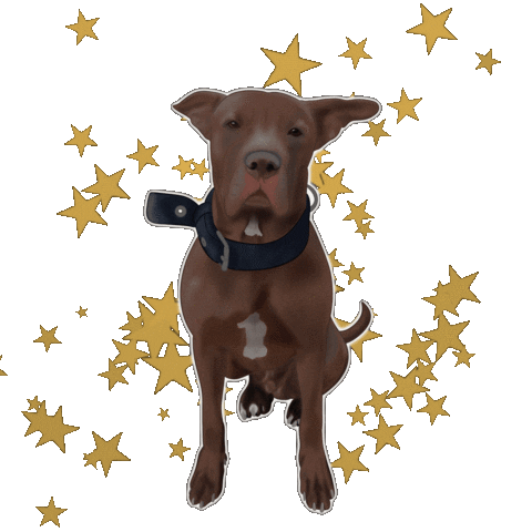 Happy Dog Sticker by Ilustra Pri