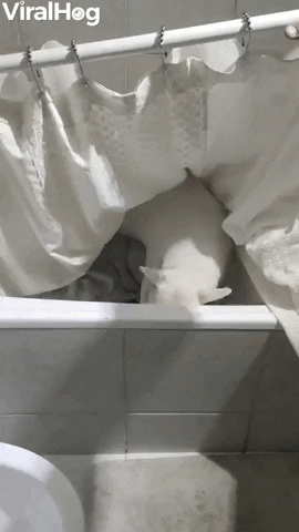 Dog Finding Toy In Bathtub Gets Covered By Shower Curtain GIF by ViralHog