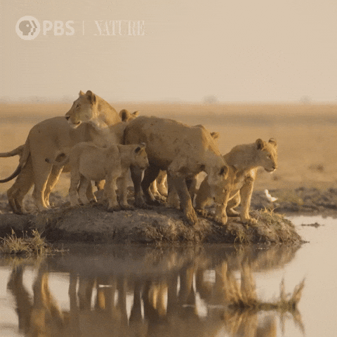 Explore Pbs Nature GIF by Nature on PBS