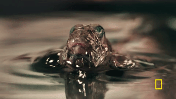 one strange rock GIF by National Geographic Channel