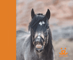 Horse Reaction GIF by Best Friends Animal Society