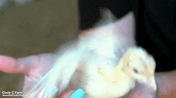 200.gif?cid=fc005b0806eef754ca54bfee3e5102352d1d42528ee93746&rid=200.gif&ct=g