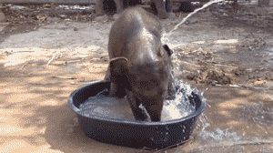 baby water GIF