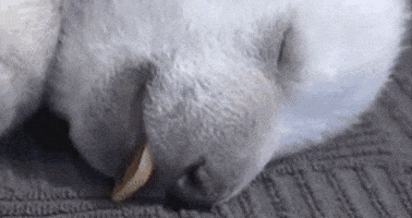 photo Sleeping Bear Cartoon Gif polar bear sleeping gif