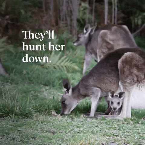 Wildlife Joey GIF by Animals Australia
