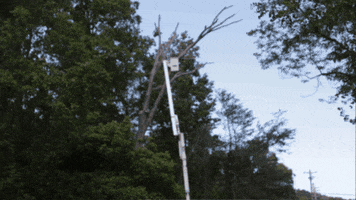 Tree Trimming GIF by JC Property Professionals