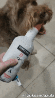 Happy Hour Drinking GIF by Geekster Pets
