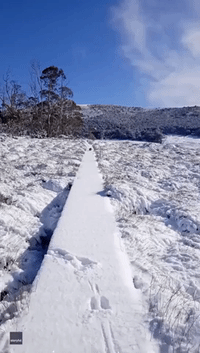 Wombat Wanders Down Snowy Boardwalk in Wintry Tasmania