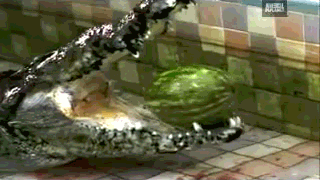 motion crocodile GIF