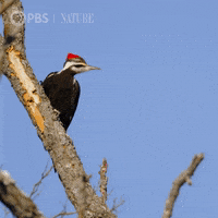 Soar Pbs Nature GIF by Nature on PBS