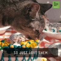 Birthday Cake Love GIF by 60 Second Docs Birthday Cake Love GIF by 60 Second Docs