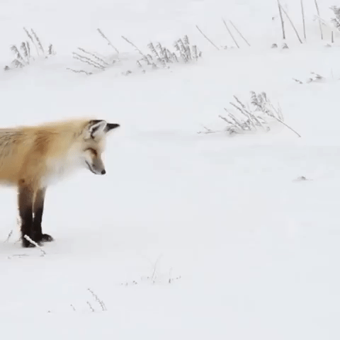 interior  GIF
