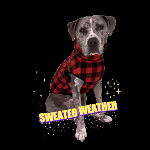 toothandhoney dogs toothandhoney tooth honey dogs sweater GIF
