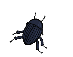 Bug Insect Sticker