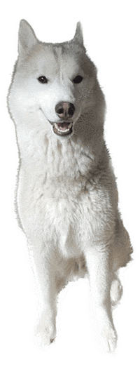 Animated Sticker