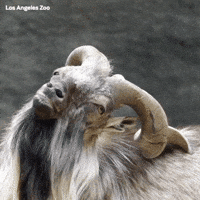 200.gif
