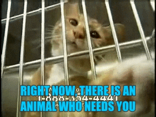 Animals Causing Trouble GIFs