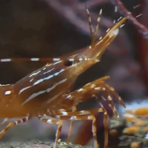 Shrimp GIF by Monterey Bay Aquarium