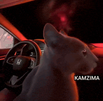 Disc Cat GIF