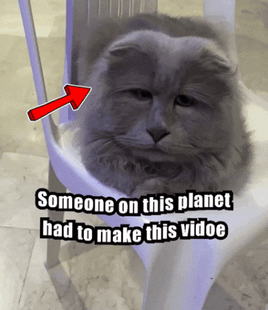 Cat GIF