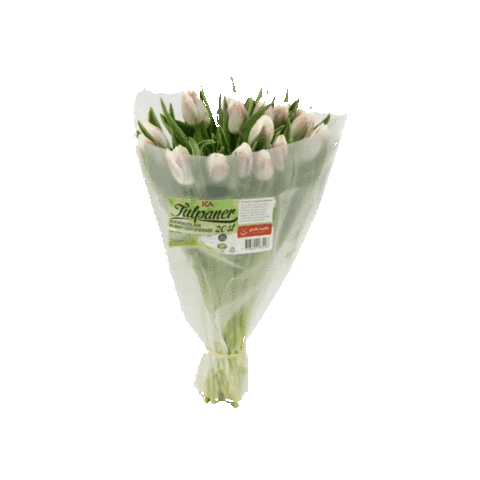 Petraso GIFs on GIPHY - Be Animated