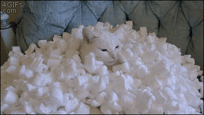 Cat Peanuts GIF - Find & Share on GIPHY