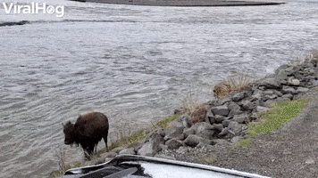 Bison And Babies Cross The River GIF by ViralHog